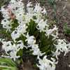 Roman Hyacinth