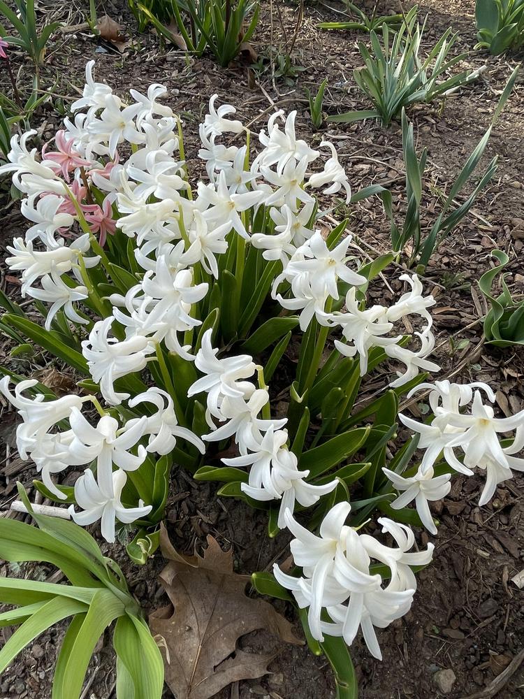 Photo of Roman Hyacinth (Hyacinthus orientalis subsp. orientalis) uploaded by Zoia