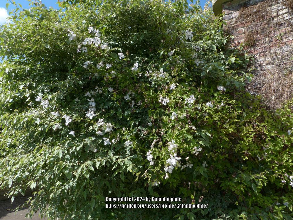 Photo of Clematis (Clematis viticella 'Alba Luxurians') uploaded by Galanthophile