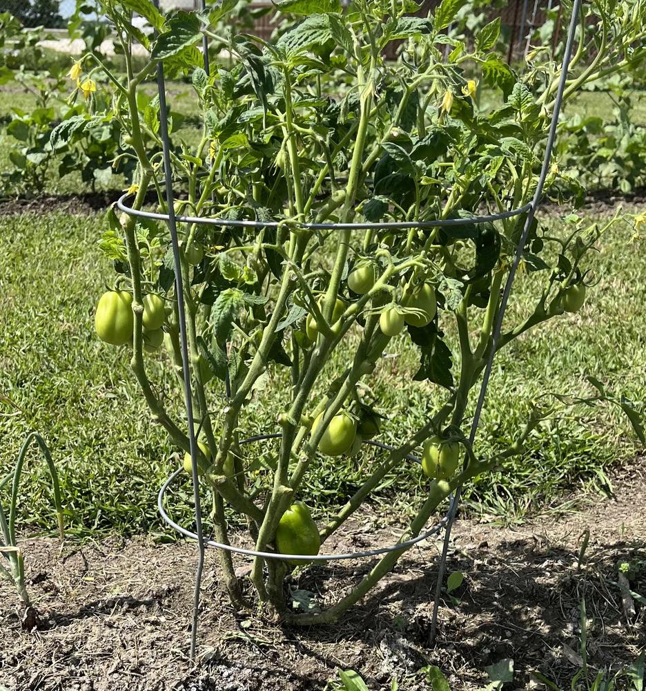 Photo of Tomato (Solanum lycopersicum 'Roma') uploaded by JohnWhite