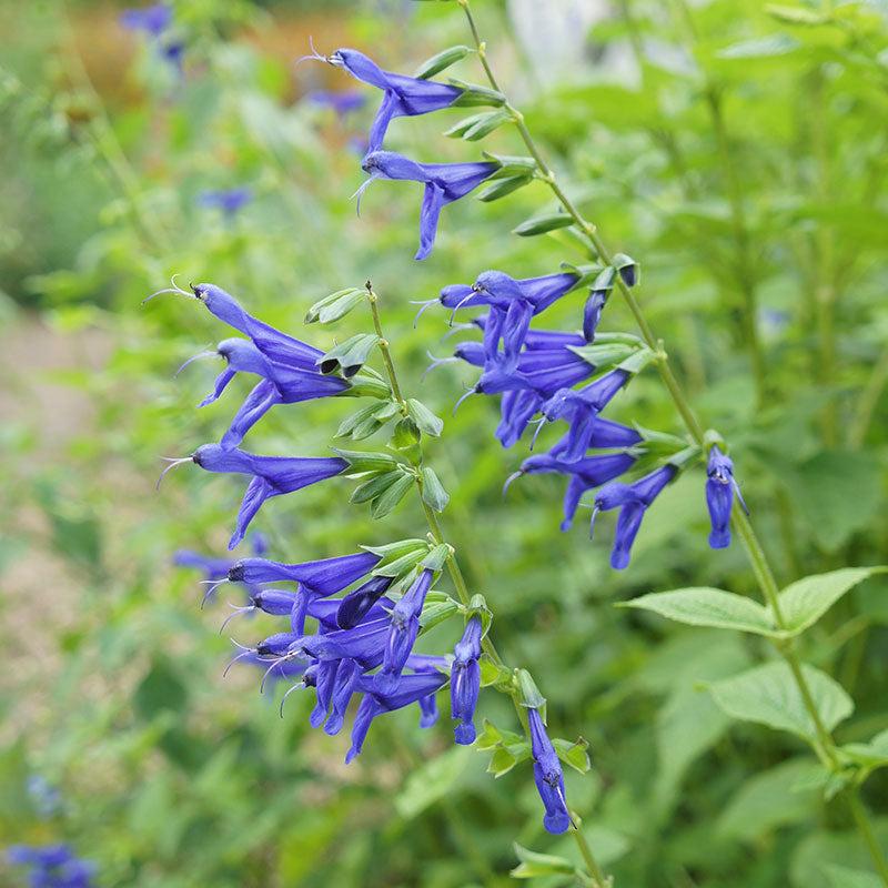 Photo of Blue Anise Sage (Salvia coerulea) uploaded by Joy