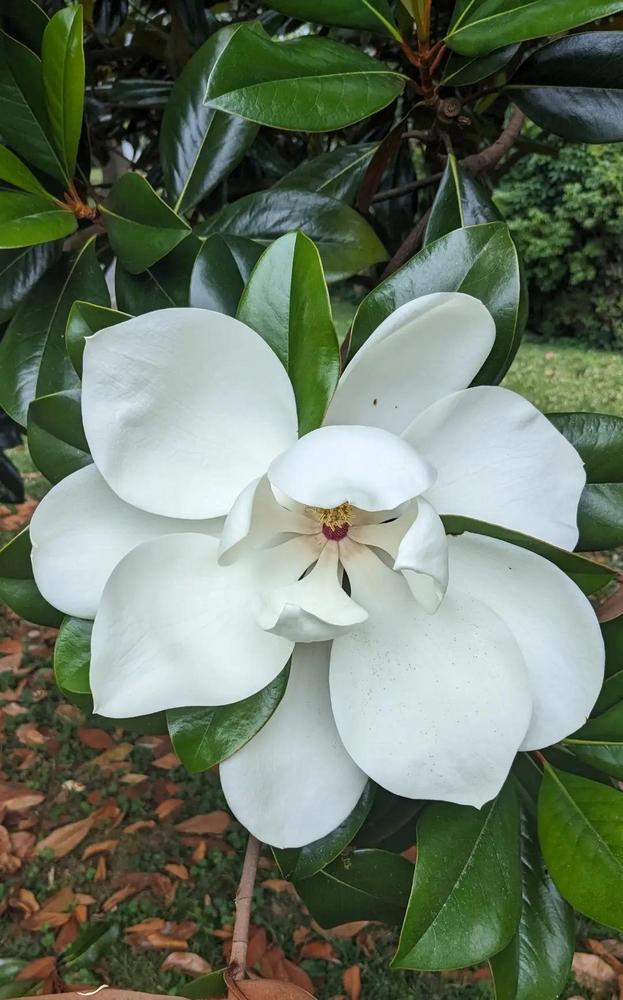 Photo of Southern Magnolia (Magnolia grandiflora) uploaded by Mollie670