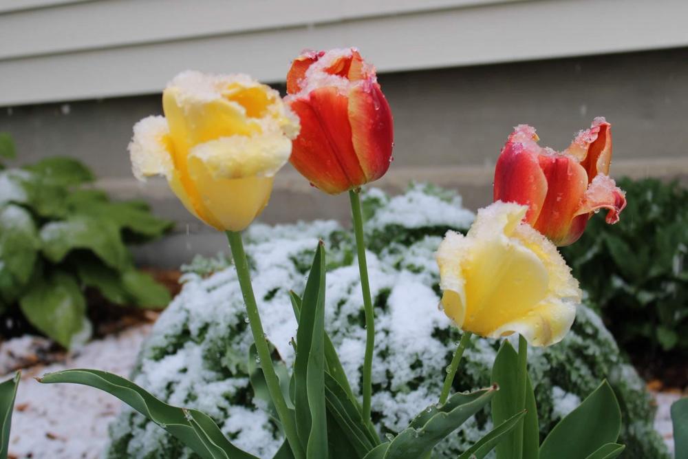 Photo of Tulips (Tulipa) uploaded by kimspringman