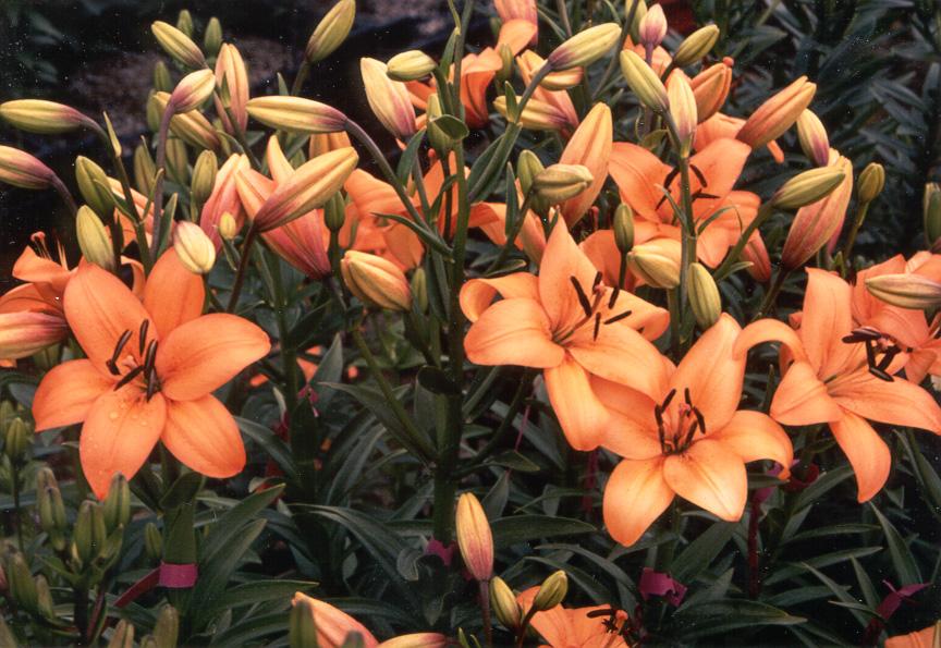 Photo of Lily (Lilium 'La Reine') uploaded by plntblbs8