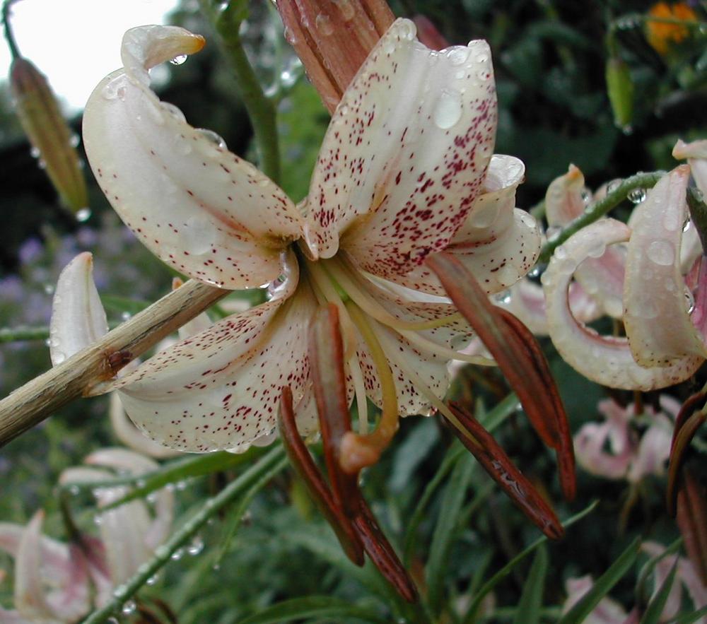 Photo of Lily (Lilium 'Ariadne') uploaded by Vals_Garden