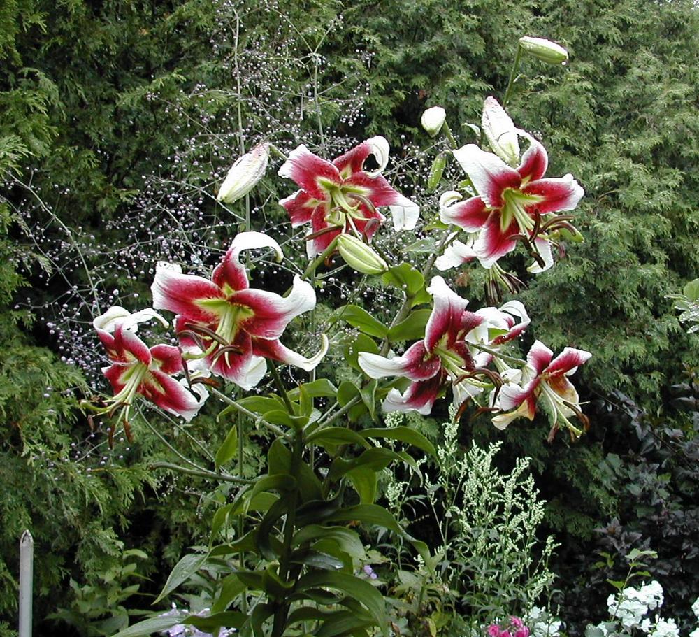 Photo of Lily (Lilium 'Leslie Woodriff') uploaded by Vals_Garden