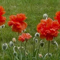 Location: Leverett, Massachusetts 
Date: July 
We mow around this field of Poppies, as they were in our yard lon