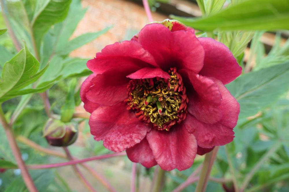 Photo of Tree Peony (Paeonia delavayi) uploaded by Caruso