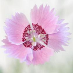 Location: Vancouver, BC, Canada
Date: 2021-06-30
Dianthus plumarius 'Sweetness' (HM Clause, 2001; Fleuroselect awa