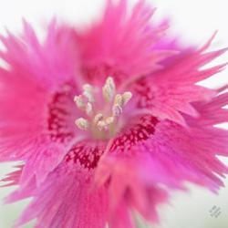 Location: Vancouver, BC, Canada
Date: 2021-07-02
Dianthus plumarius 'Sweetness' (HM Clause, 2001; Fleuroselect awa