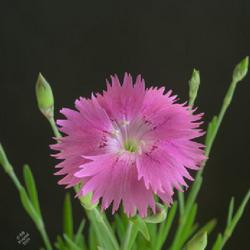 Location: Vancouver, BC, Canada
Date: 2021-06-21
Dianthus plumarius 'Sweetness' (HM Clause, 2001; Fleuroselect awa