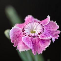 Location: Vancouver, BC, Canada
Date: 2021-06-24
Dianthus plumarius 'Sweetness' (HM Clause, 2001; Fleuroselect awa