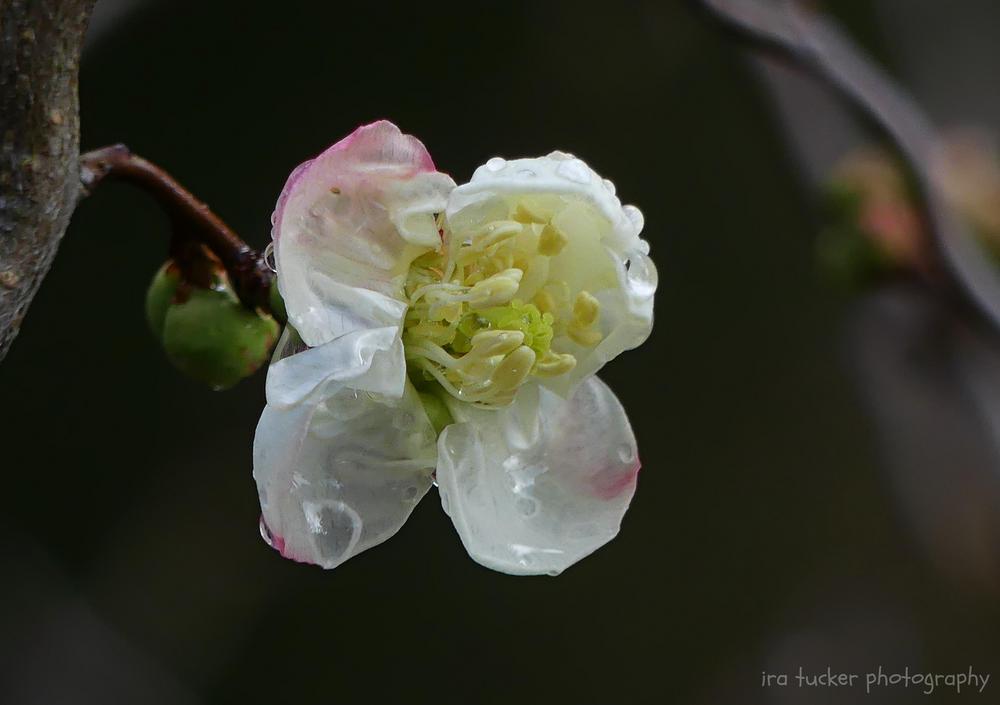 Photo of Flowering Quince (Chaenomeles 'Contorta') uploaded by drirastucker