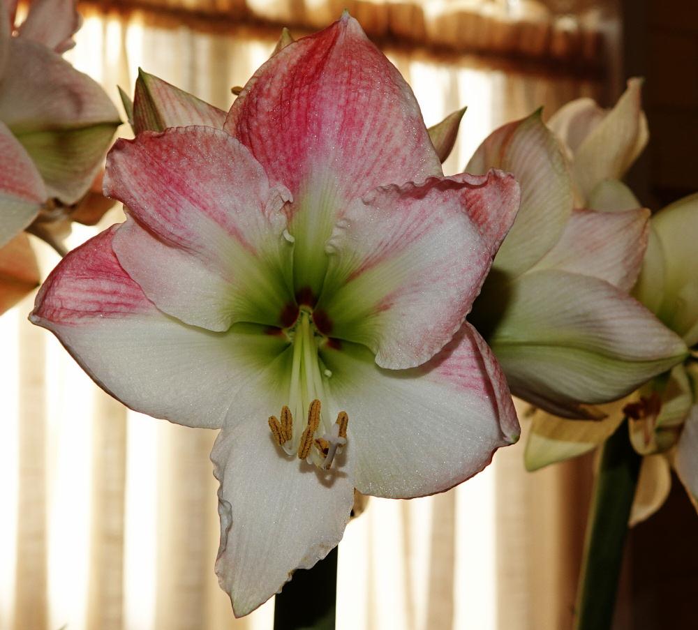 Photo of Amaryllis (Hippeastrum 'Apple Blossom') uploaded by Murky
