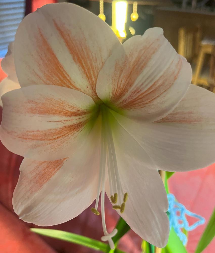 Photo of Amaryllis (Hippeastrum 'Apple Blossom') uploaded by cwhitt