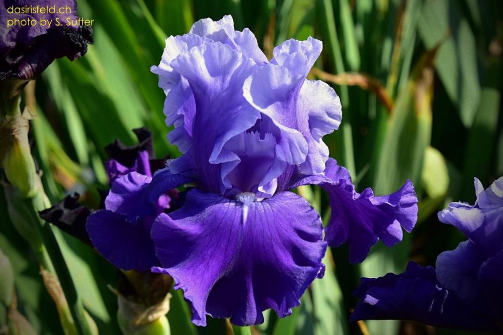 Photo of Tall Bearded Iris (Iris 'Nordic Seas') uploaded by sunnyvalley