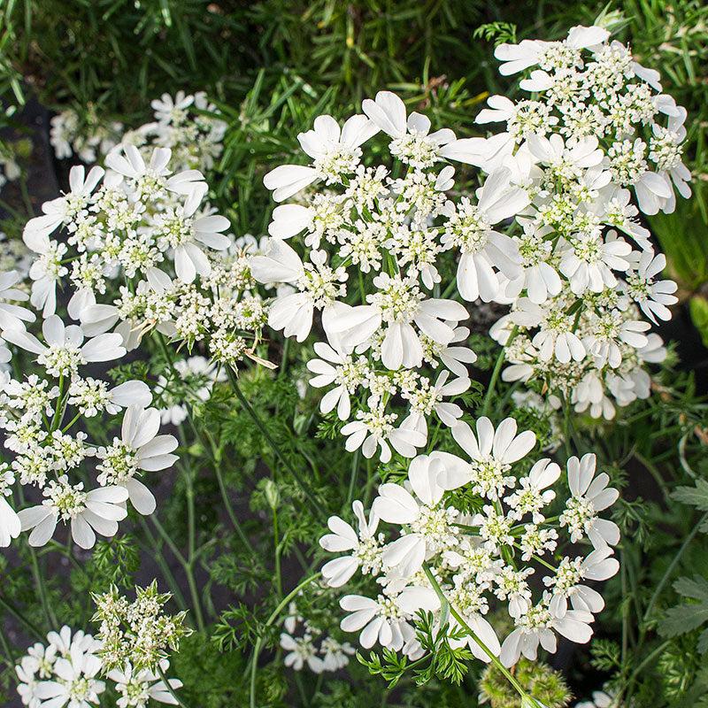 Photo of White Lace Flower (Orlaya grandiflora) uploaded by Joy