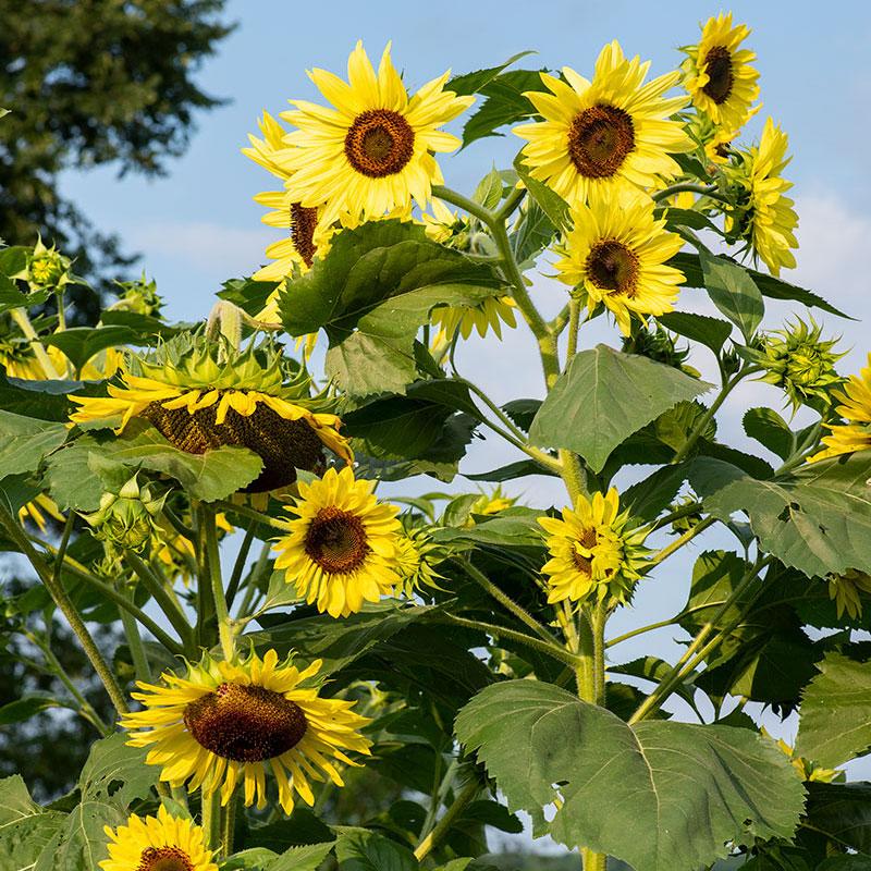 Photo of Sunflower (Helianthus annuus 'Lemon Queen') uploaded by Joy