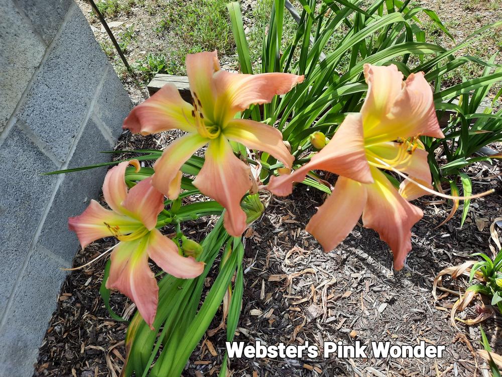 Photo of Daylily (Hemerocallis 'Webster's Pink Wonder') uploaded by rreed1029