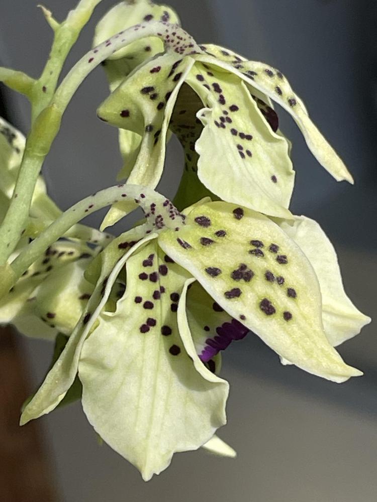 Photo of Orchid (Dendrobium Little Atro) uploaded by thesomedayst