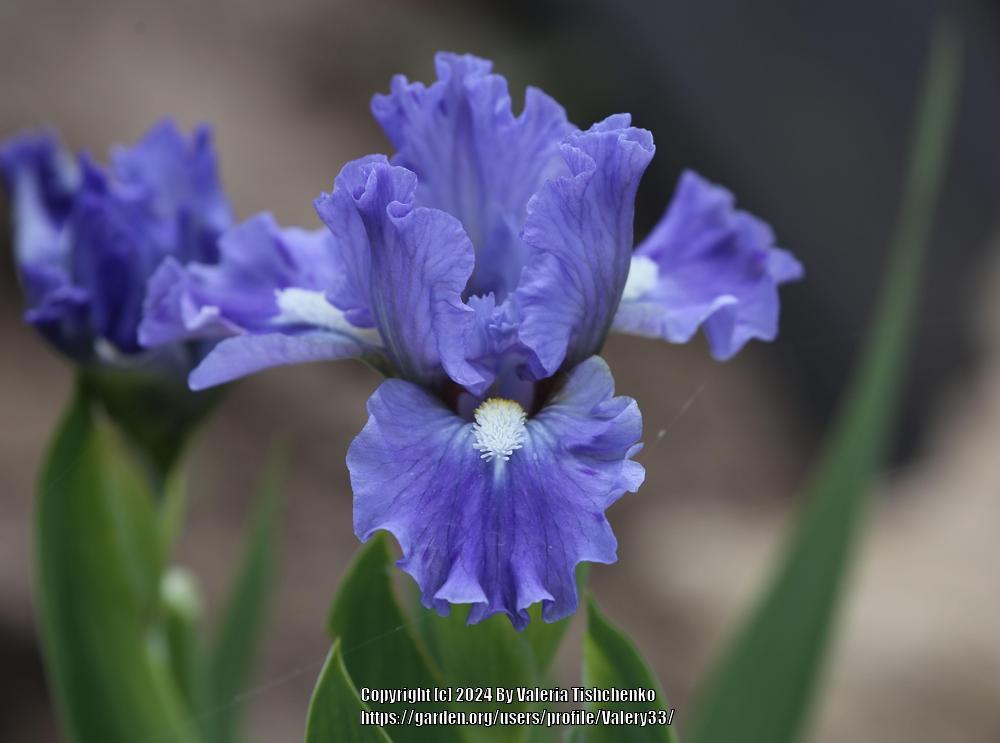 Photo of Standard Dwarf Bearded Iris (Iris 'Clear Blue Sky') uploaded by Valery33