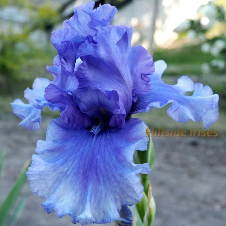 Photo of Tall Bearded Iris (Iris 'Honky Tonk Blues') uploaded by cashe56