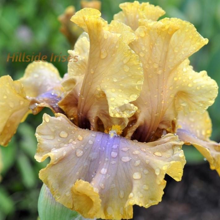 Photo of Tall Bearded Iris (Iris 'Bamboo Shadows') uploaded by cashe56