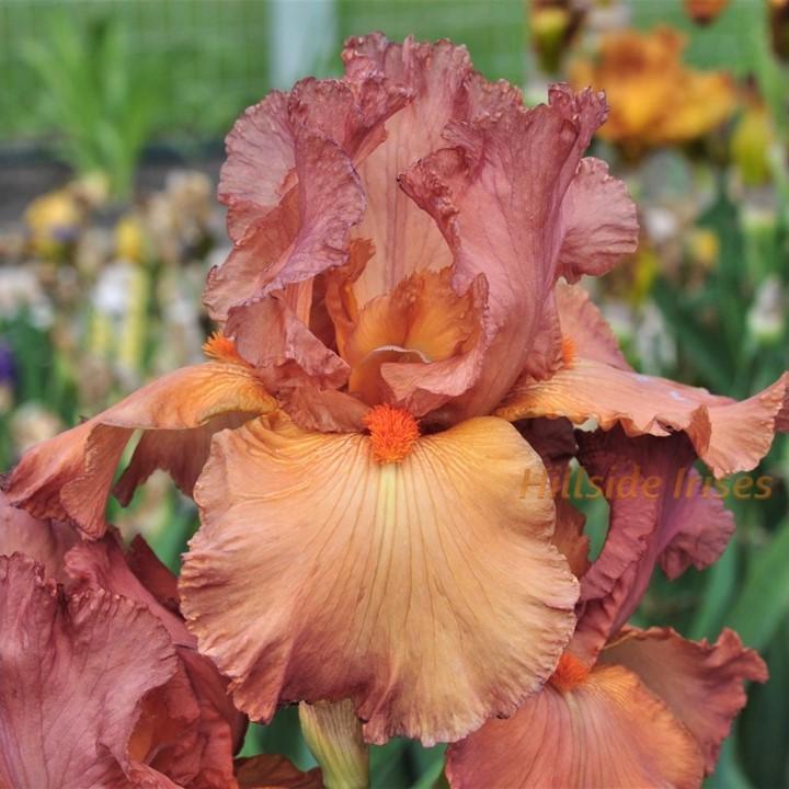 Photo of Tall Bearded Iris (Iris 'Copper Classic') uploaded by cashe56