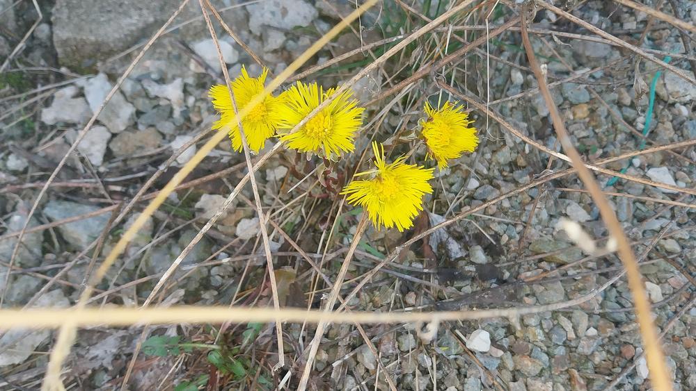 Photo of Coltsfoot (Tussilago farfara) uploaded by skopjecollection