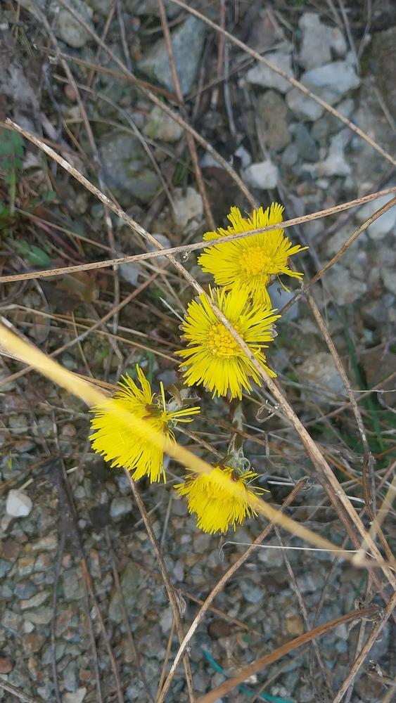 Photo of Coltsfoot (Tussilago farfara) uploaded by skopjecollection
