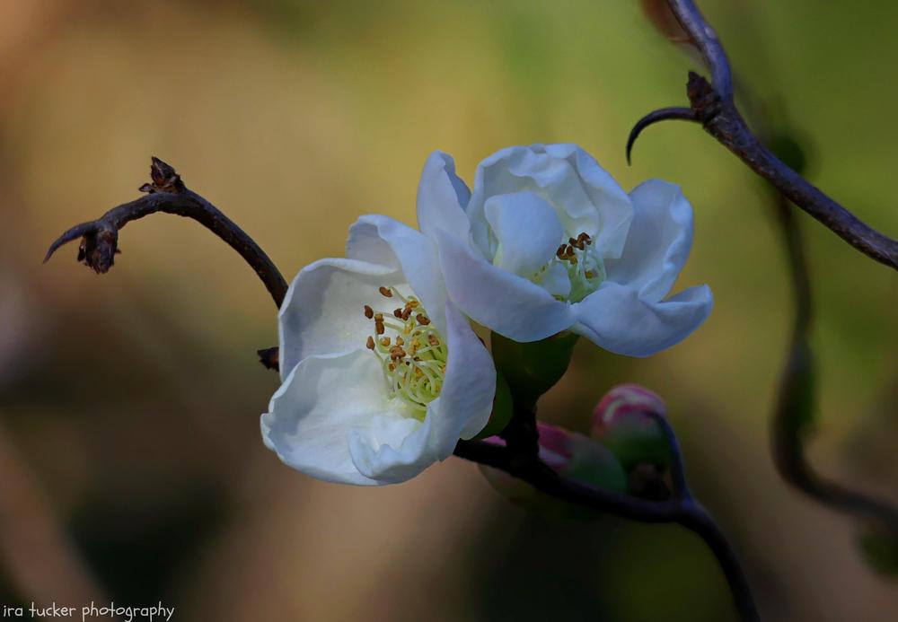 Photo of Flowering Quince (Chaenomeles 'Contorta') uploaded by drirastucker