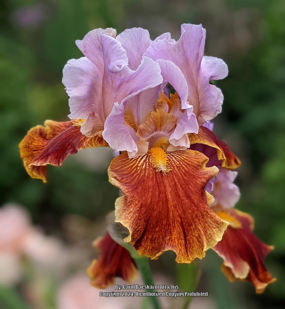 Photo of Tall Bearded Iris (Iris 'Golly Gee Whiz') uploaded by Artsee1