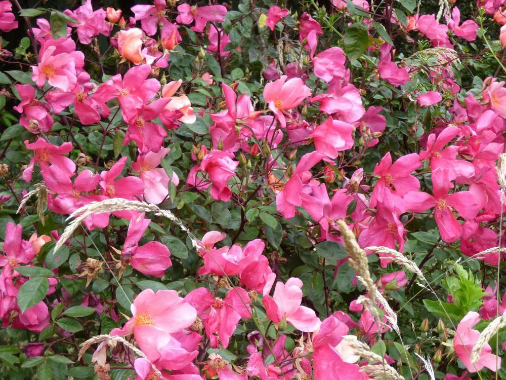 Photo of Rose (Rosa 'Mutabilis') uploaded by KGFerg