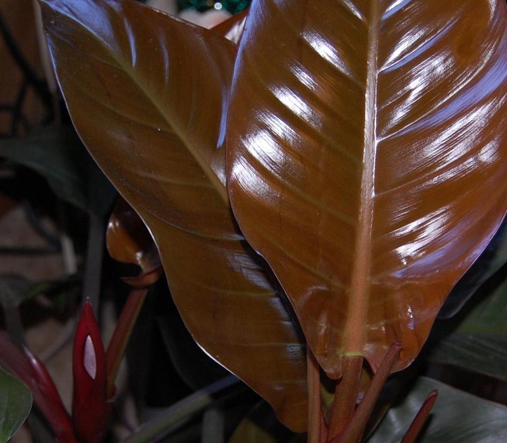 Photo of Blushing Philodendron (Philodendron Prismacolor™ Pop Art) uploaded by purpleinopp