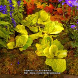 Location: Harrogate Flower Show, Yorkshire, England UK 
Date: 2018-09-15
Bergenia crassifolia 'Tubby Andrews'