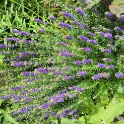Location: Ann Arbor, Michigan
Date: 2023-06-24
In front yard gardens, purple hyssop