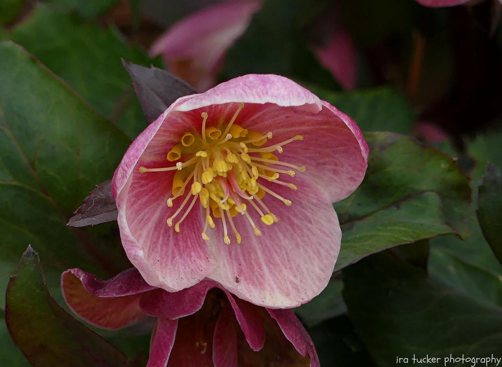 Photo of Hellebore (Helleborus Gold Collection® Pink Frost) uploaded by drirastucker