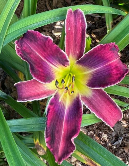 Photo of Daylily (Hemerocallis 'Increased Complexity') uploaded by jkporter