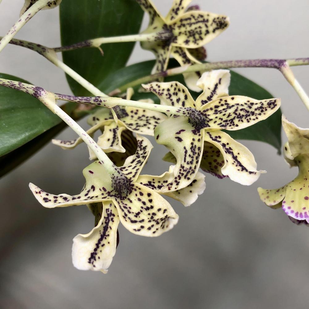 Photo of Orchid (Dendrobium Chocolate Chip) uploaded by sedumzz