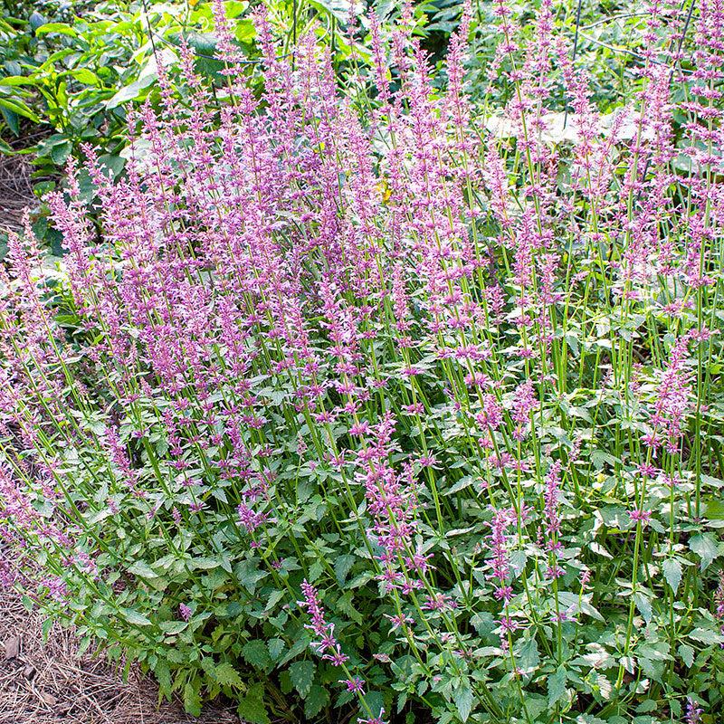 Photo of Anise Hyssop (Agastache pallidiflora subsp. neomexicana 'Rose Mint') uploaded by Joy