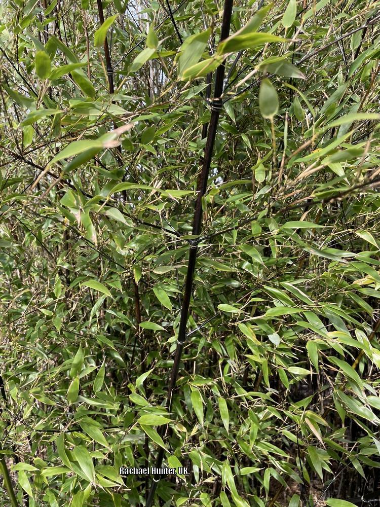 Photo of Black Bamboo (Phyllostachys nigra) uploaded by RachaelHunter