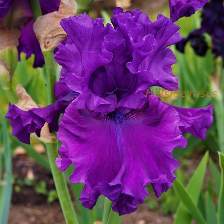 Photo of Tall Bearded Iris (Iris 'Standing Proud') uploaded by cashe56