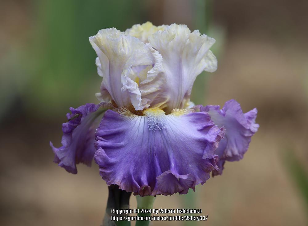 Photo of Tall Bearded Iris (Iris 'Tango to the Moonlight') uploaded by Valery33