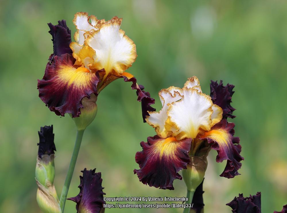 Photo of Tall Bearded Iris (Iris 'Superhero') uploaded by Valery33