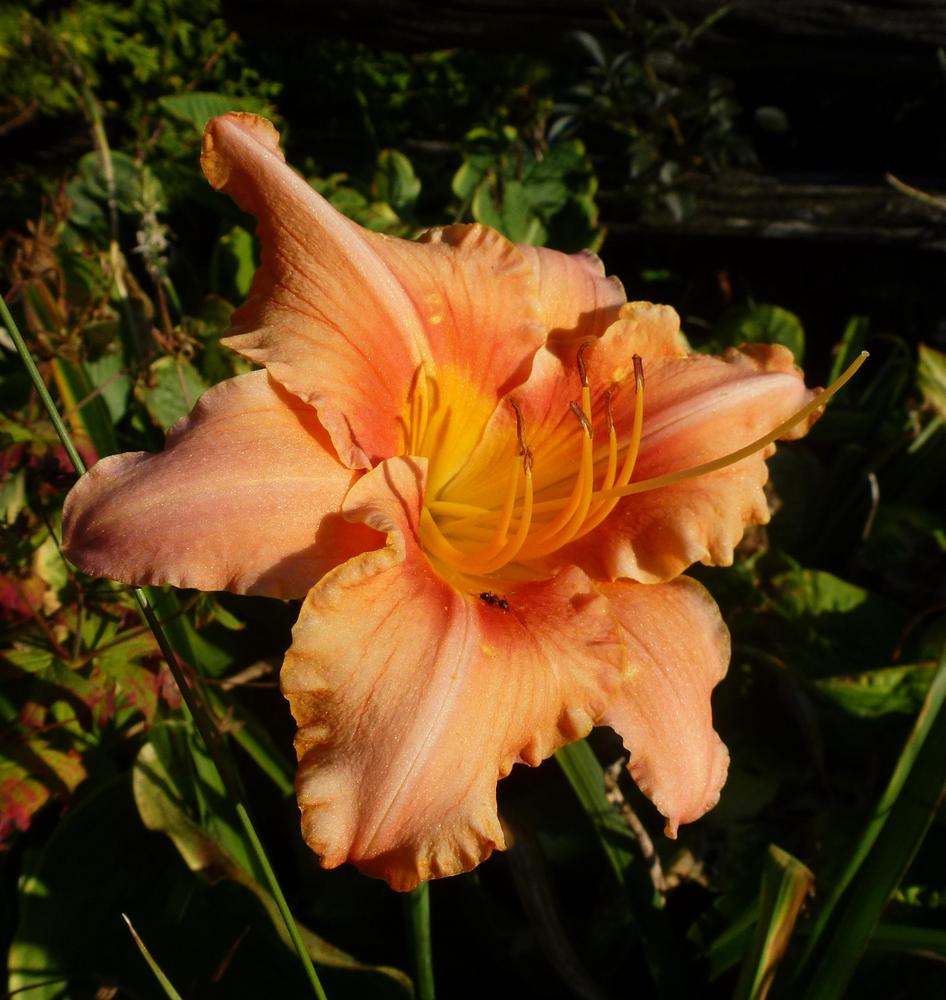Photo of Daylily (Hemerocallis 'Drums Along the Mohawk') uploaded by Vals_Garden