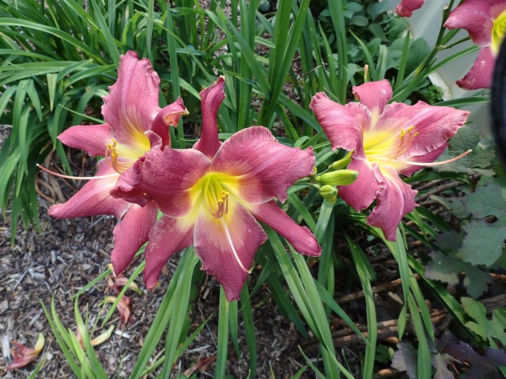 Photo of Daylily (Hemerocallis 'Cameroons Twister') uploaded by Vals_Garden