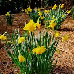 Location: Southern Pines, NC (Boyd House garden)
Date: February 20, 2024
Daffodil #163 nn; LHB p. 258, 35-31-2, Name from classical Greek 