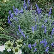 Salvia Velocity Blue