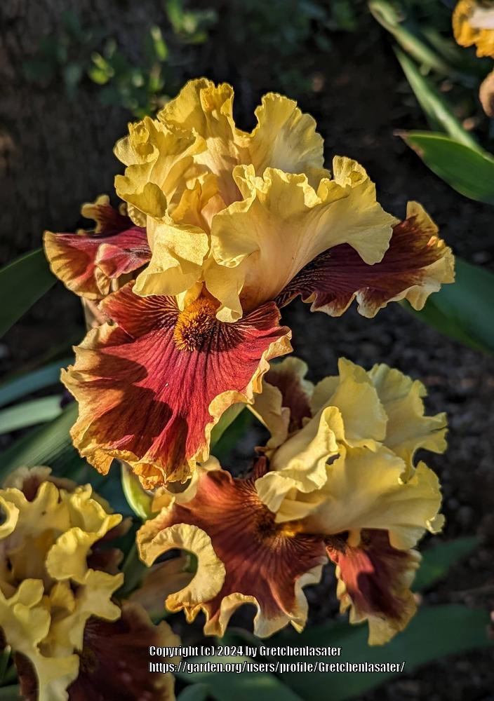 Photo of Tall Bearded Iris (Iris 'Seasons in the Sun') uploaded by Gretchenlasater
