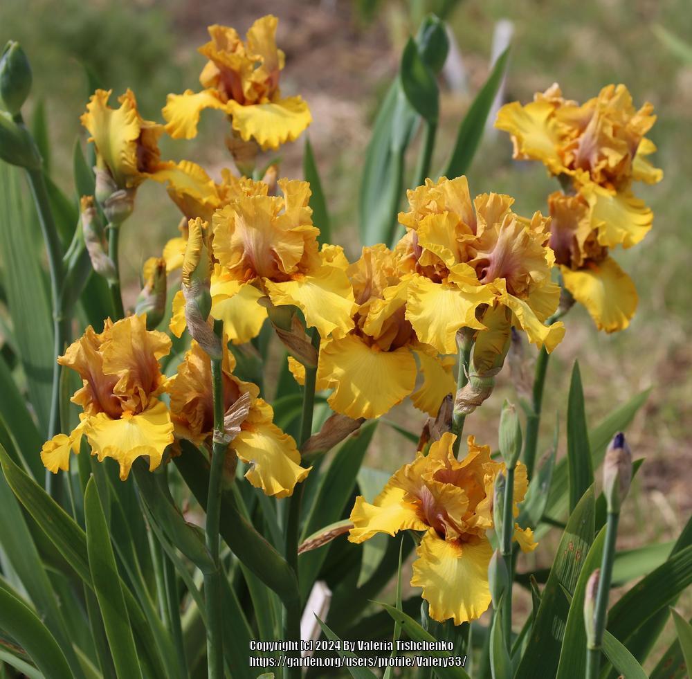 Photo of Tall Bearded Iris (Iris 'Nouveau Riche') uploaded by Valery33